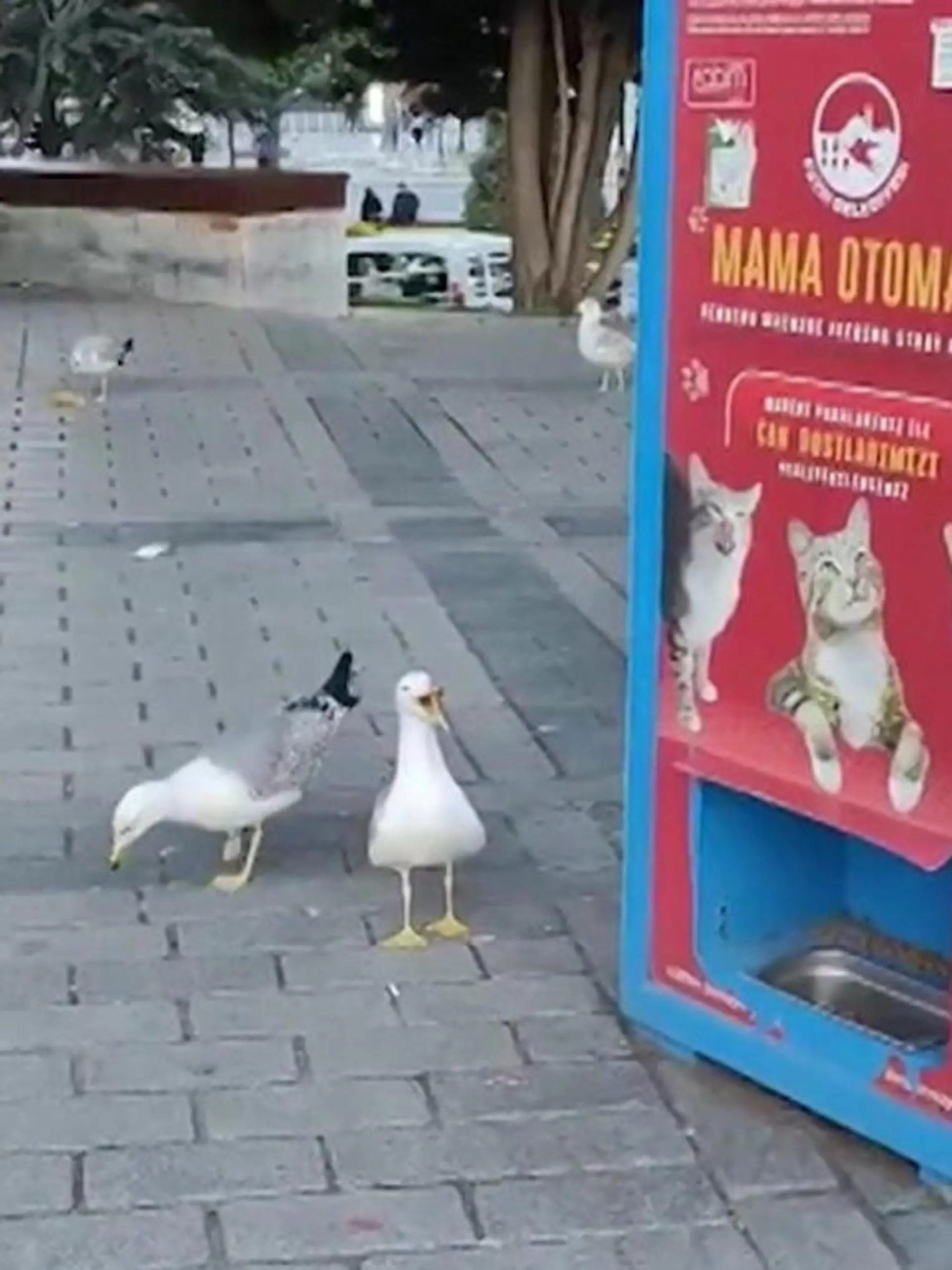 Bild zu: "Diese Möwe miaut!? Vogel trickst Passanten aus "