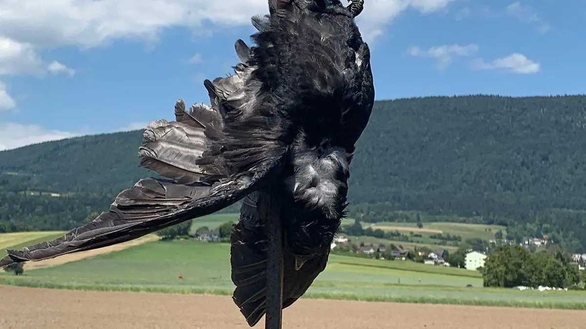 Tote Krähe als Abschreckung
