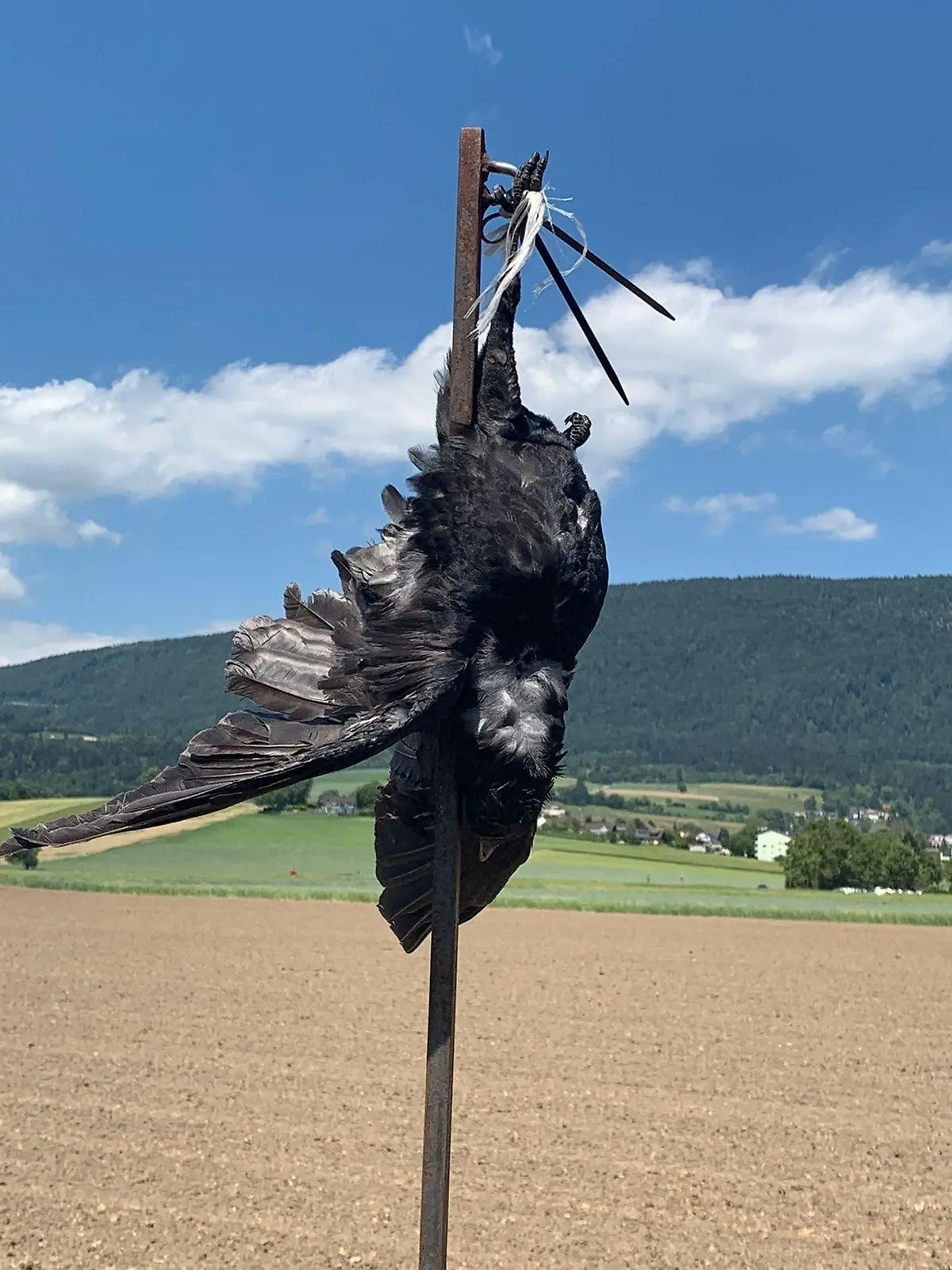 Tote Krähe als Abschreckung