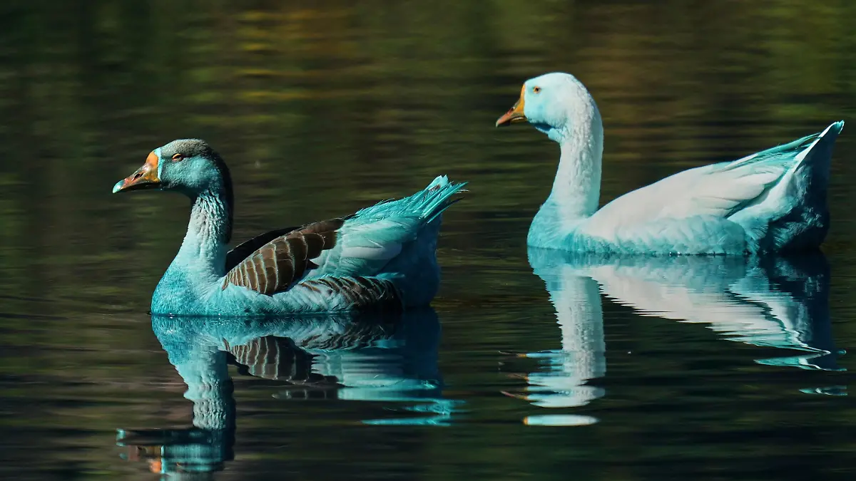 Blau gefärbte Enten schwimmen auf dem Wasser.