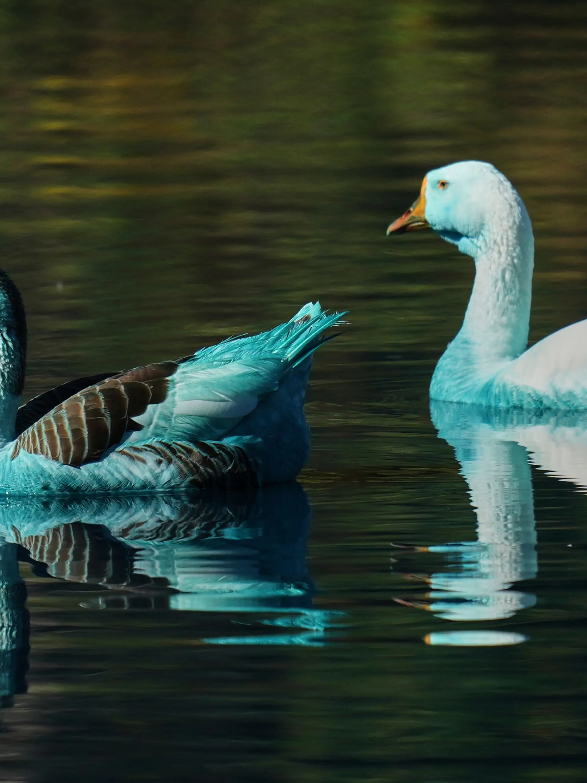 Blau gefärbte Enten schwimmen auf dem Wasser.
