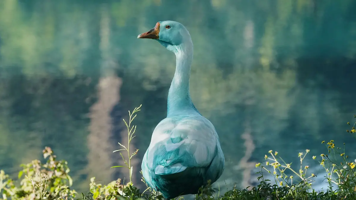 Die blaue Färbung des Gefieders ist nicht zu übersehen.