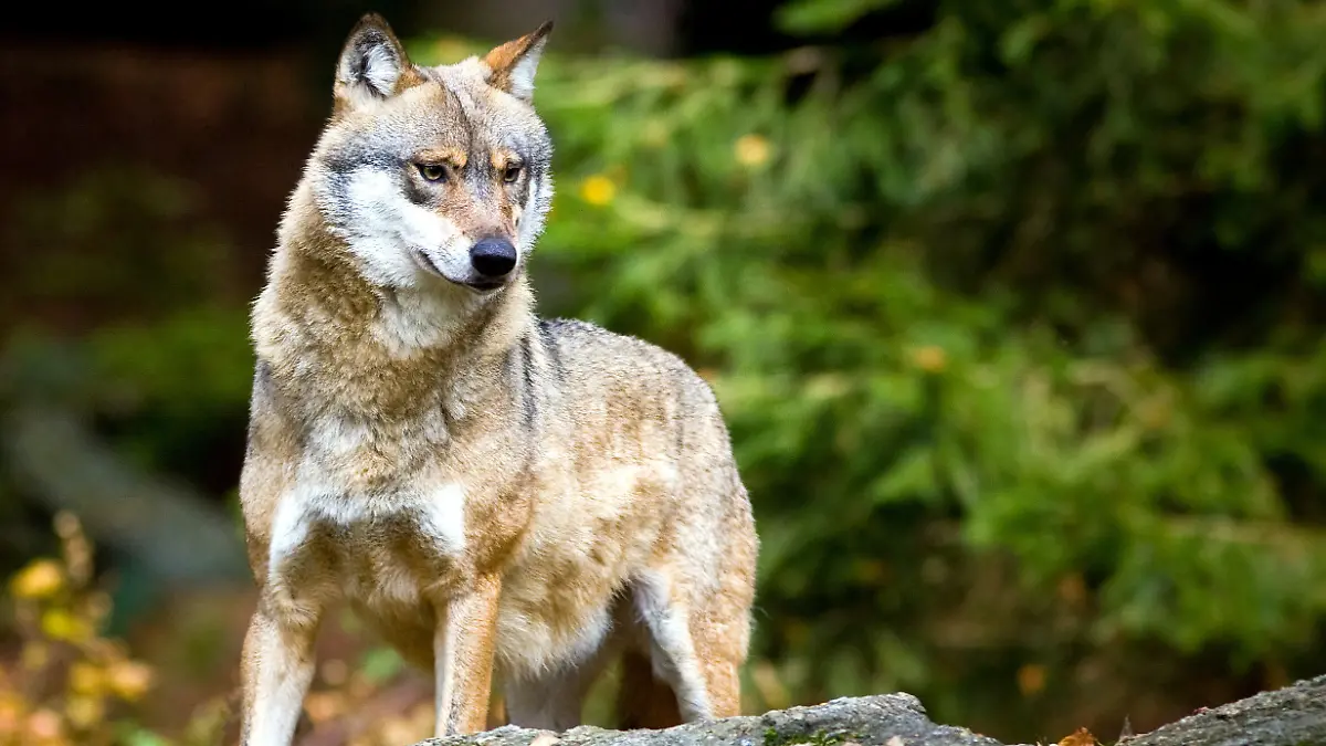 ARCHIV - Ein Wolf (Canis lupus), aufgenommen im Tier-Freigelände im Nationalpark Bayerischer Wald bei Neuschönau am 28.10.2009. Ein Wolf sorgt seit Monaten in Oberbayernfür Aufregung. Am Freitag (22.10.2010) wollten Fachleute und betroffeneBehörden im Rathaus von Bayrischzell (Landkreis Miesbach) beraten,wie mit dem Tier umgegangen werden soll und ob es eine Gefahrdarstellt. Foto: Patrick Pleul dpa/lby +++(c) dpa - Bildfunk+++