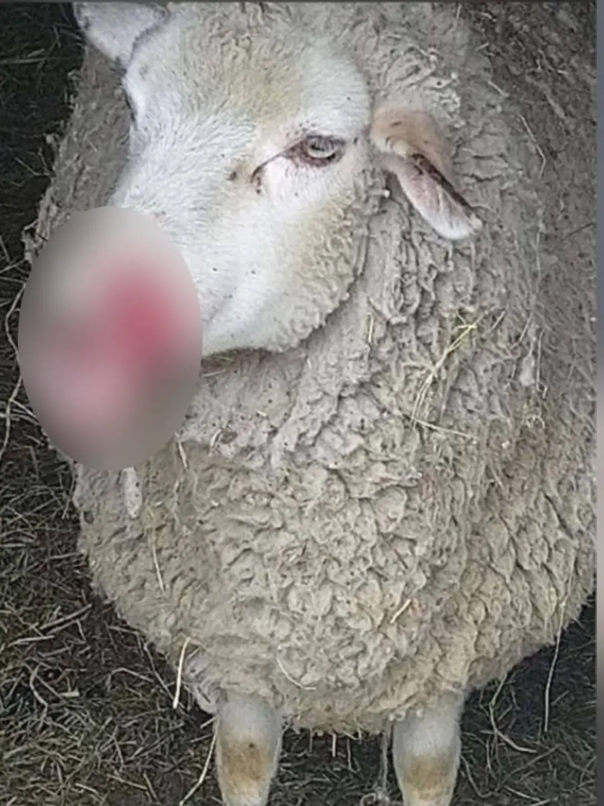 Bild zu: "Tierquäler töten Lamm und verstümmeln Schaf – ein Tier ist verschwunden"