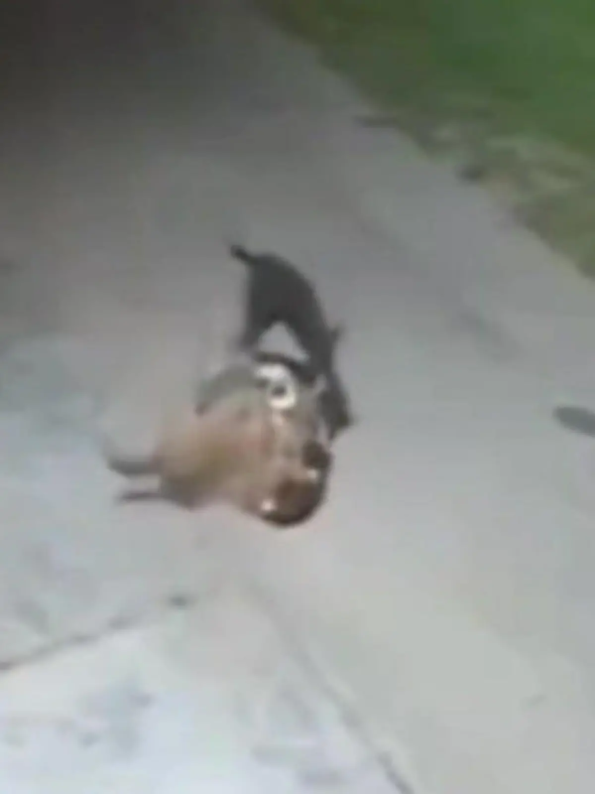 Bild zu: "Leopard stürzt sich auf Hund – SIE bewahren ihn vorm Tod"