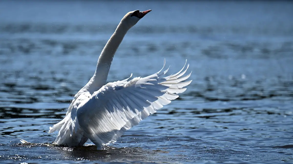 Ein 44-Jähriger soll an einem Teich einen Schwan getötet haben. (Archivbild)