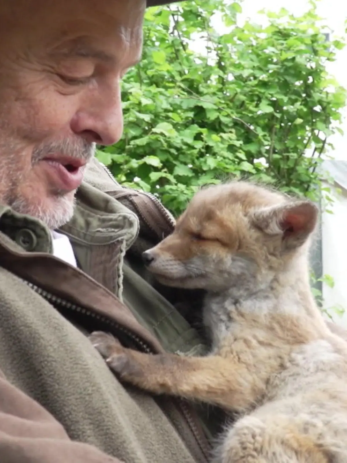 Bild zu: "Knuddel-Alarm! Fuchsbaby Lotti wird per Hand aufgezogen "