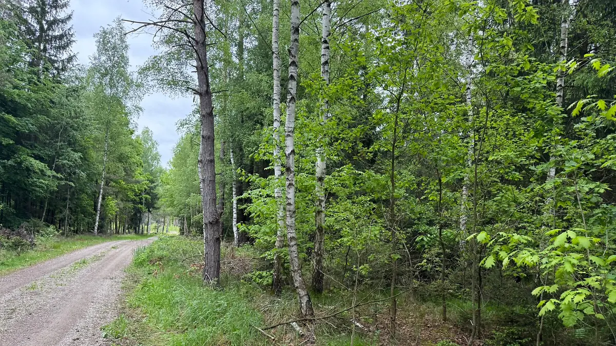 Die Leiche der 21-Jährigen wurde in einem Waldstück in Laußnitz gefunden.