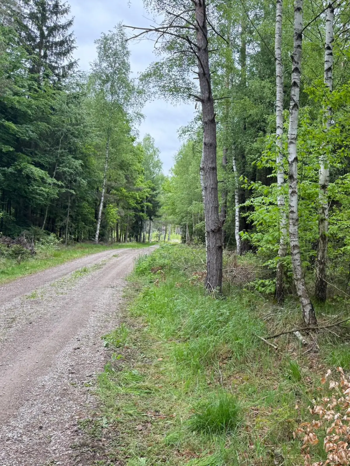 Die Leiche der 21-Jährigen wurde in einem Waldstück in Laußnitz gefunden.