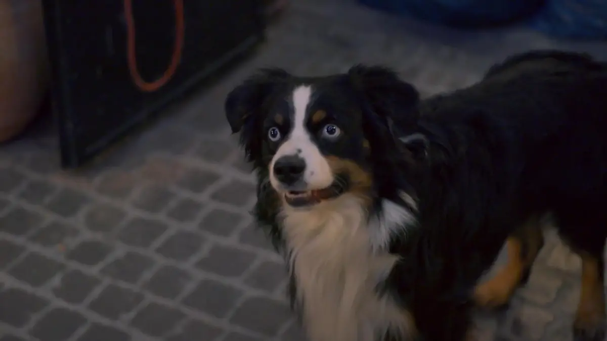 Plötzlich steht ein fremder Hund im Innenhof „Unter uns“-Folge vom 29.05.25 auf RTL+