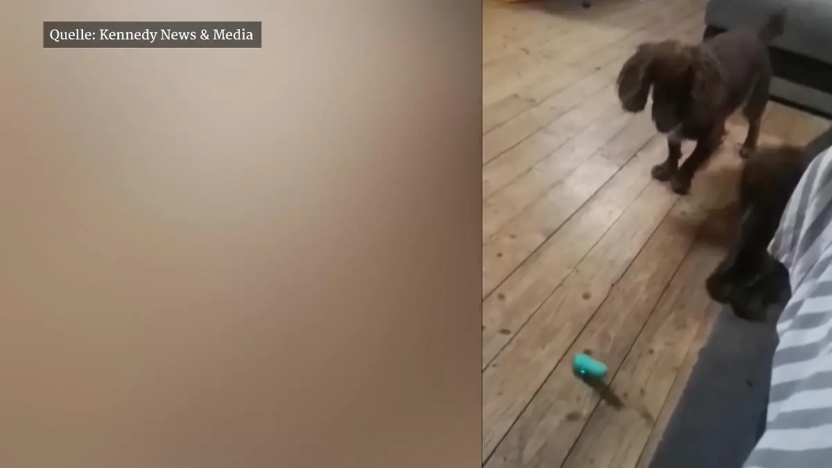 Sex Toy als Dog Toy: Hunde spielen mit Vibrator