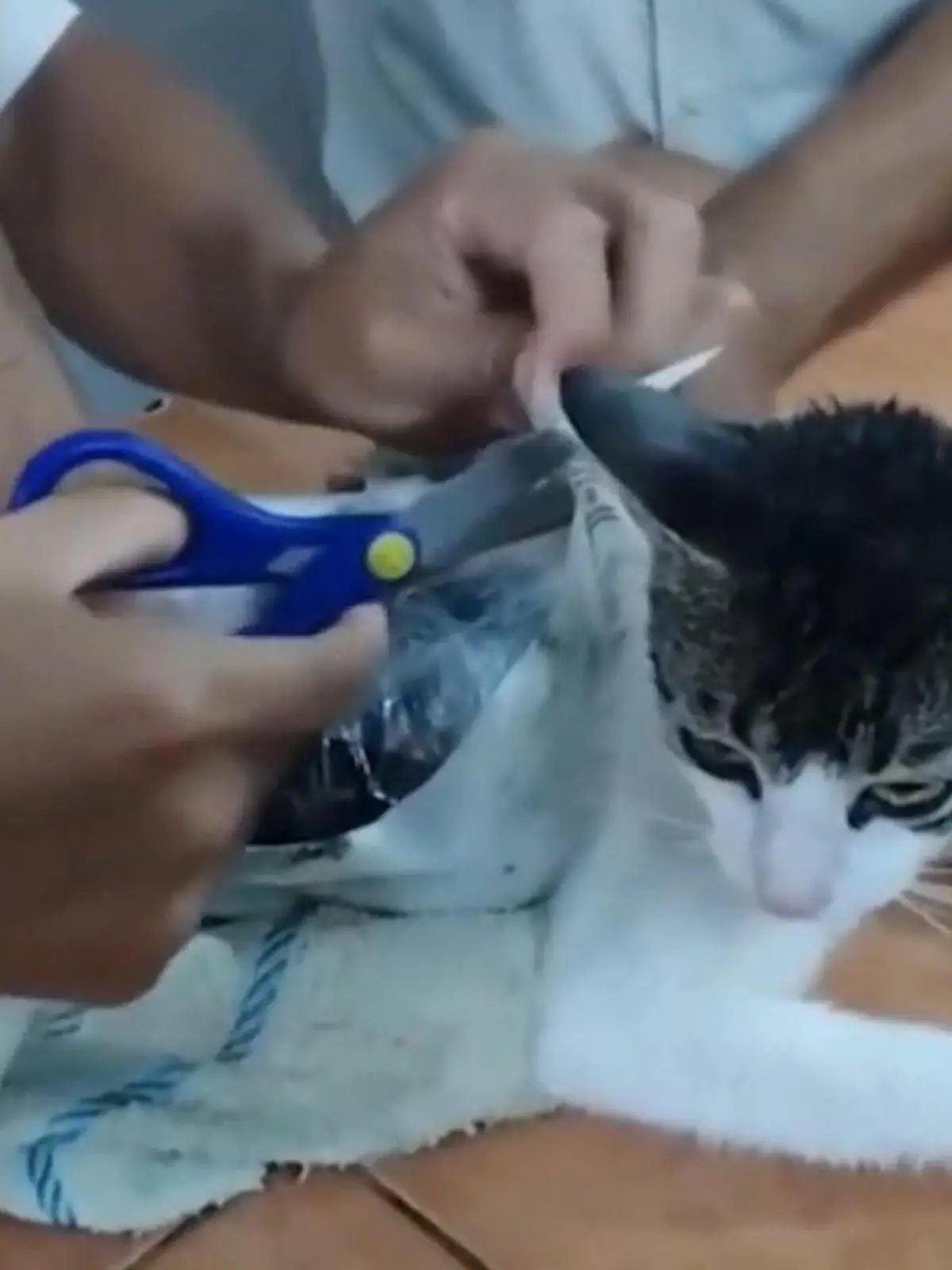 Bild zu: "Kartell-Katze voller Drogen – Knast-Lieferung aufgeflogen!"