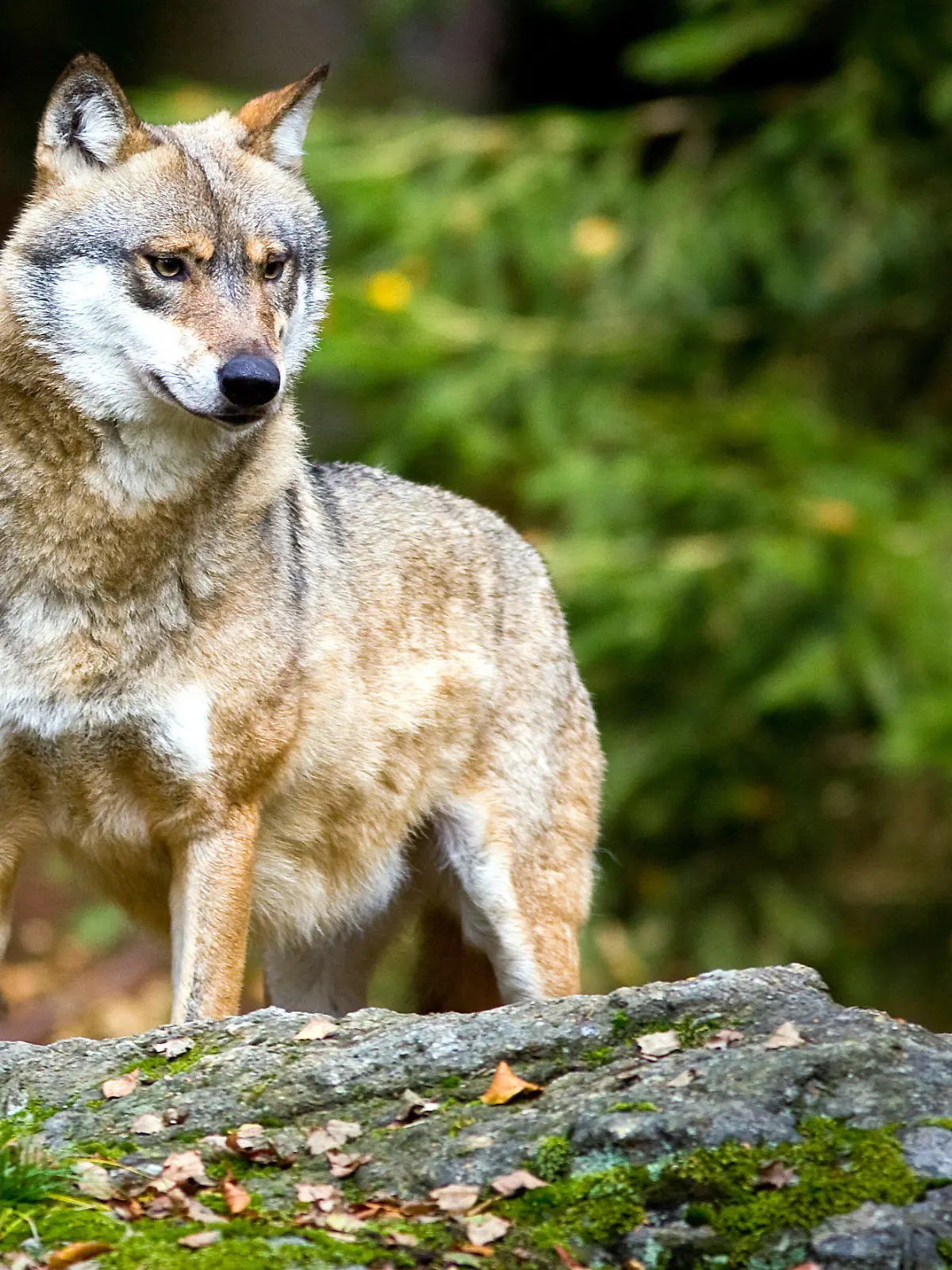 ARCHIV - 28.10.2009, Bayern, Neuschönau: Ein Wolf (Canis lupus), aufgenommen im Tier-Freigelände im Nationalpark Bayerischer Wald.(zu dpa "Bundesumweltministerin Schulze will Abschuss von Wölfen erleichtern" vom 03.03.2019) Foto: Patrick Pleul/dpa-Zentralbild/dpa +++ dpa-Bildfunk +++