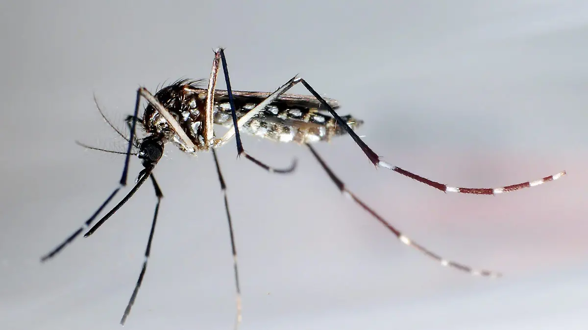 FILE - The transmitter of dengue fever mosquito "Aedes aegypti" or also "Stegomyia aegypti" , pictured on 24 June 2010 in Tegucigalpa, Honduras. EPA/GUSTAVO AMADOR (Zu dpa "Dengue-Fieber in Nicaragua breitet sich aus - 20 Tote") +++(c) dpa - Bildfunk+++