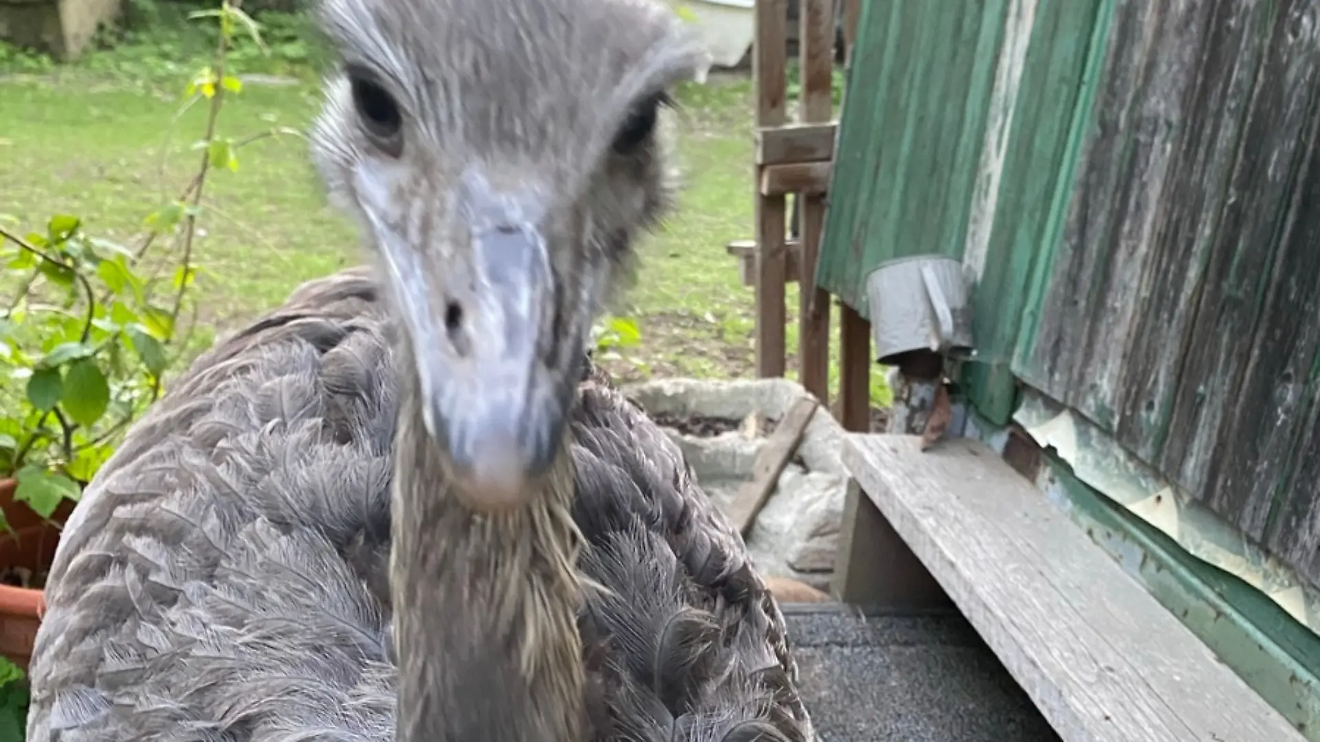 Dieser Vogel steht auf der Fahndungsliste!