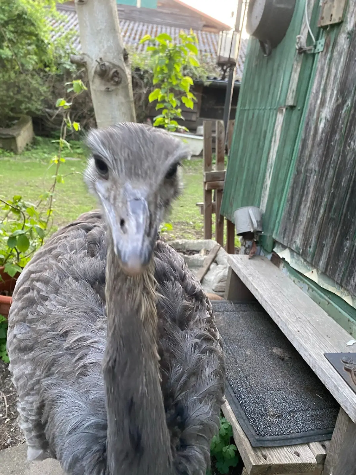Dieser Vogel steht auf der Fahndungsliste!