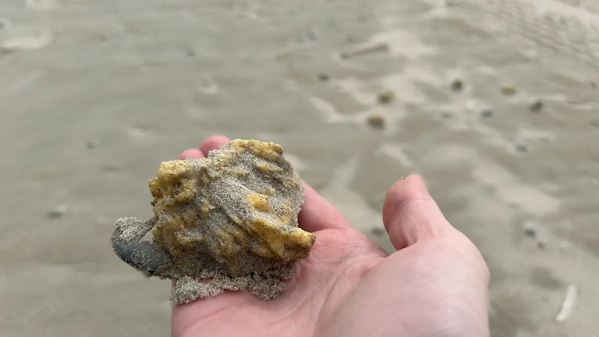 Paraffin Anspülung am Juister Strand Mai 2025.jpeg