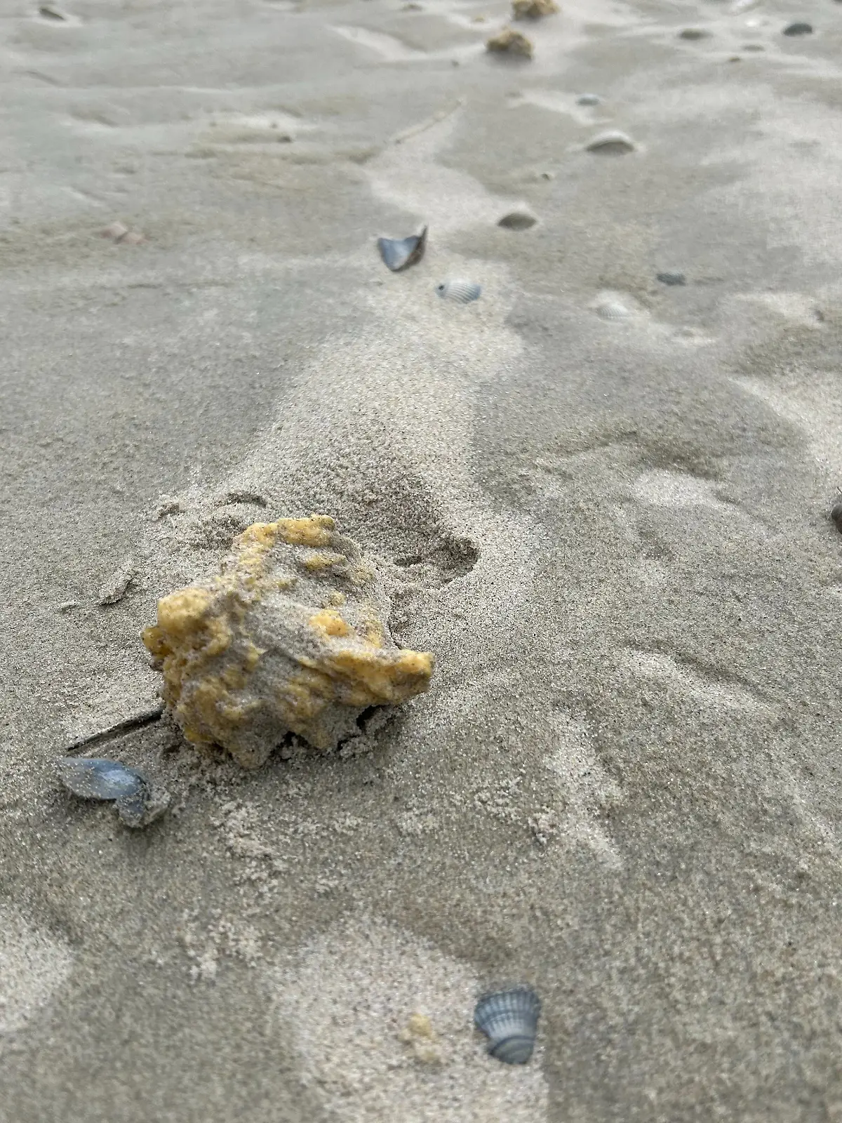 Bild zu: "Paraffin-Klumpen an Nordseestrand angespült"