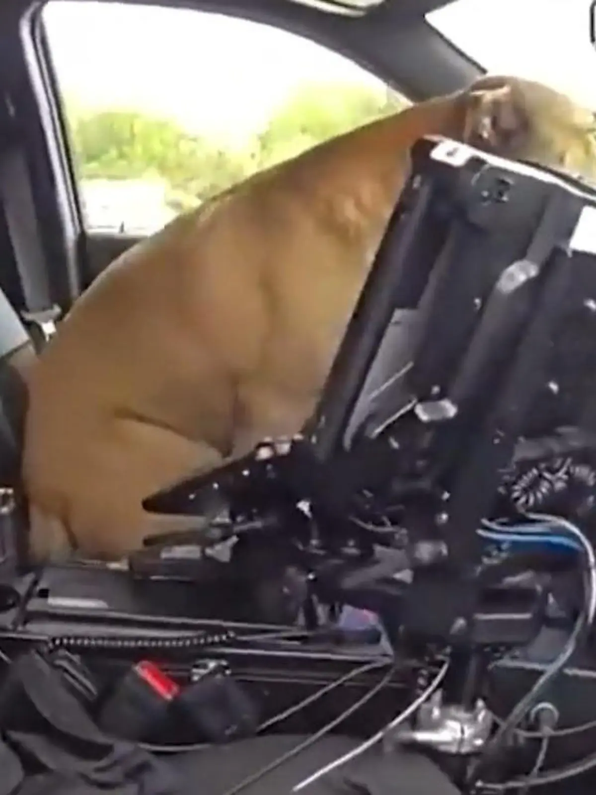 Wird er jetzt Polizeihund? Beamter rettet Hund - mitten auf der Autobahn! 