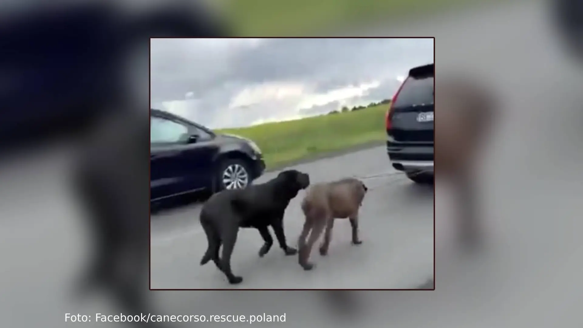 Hunde Polen.jpg