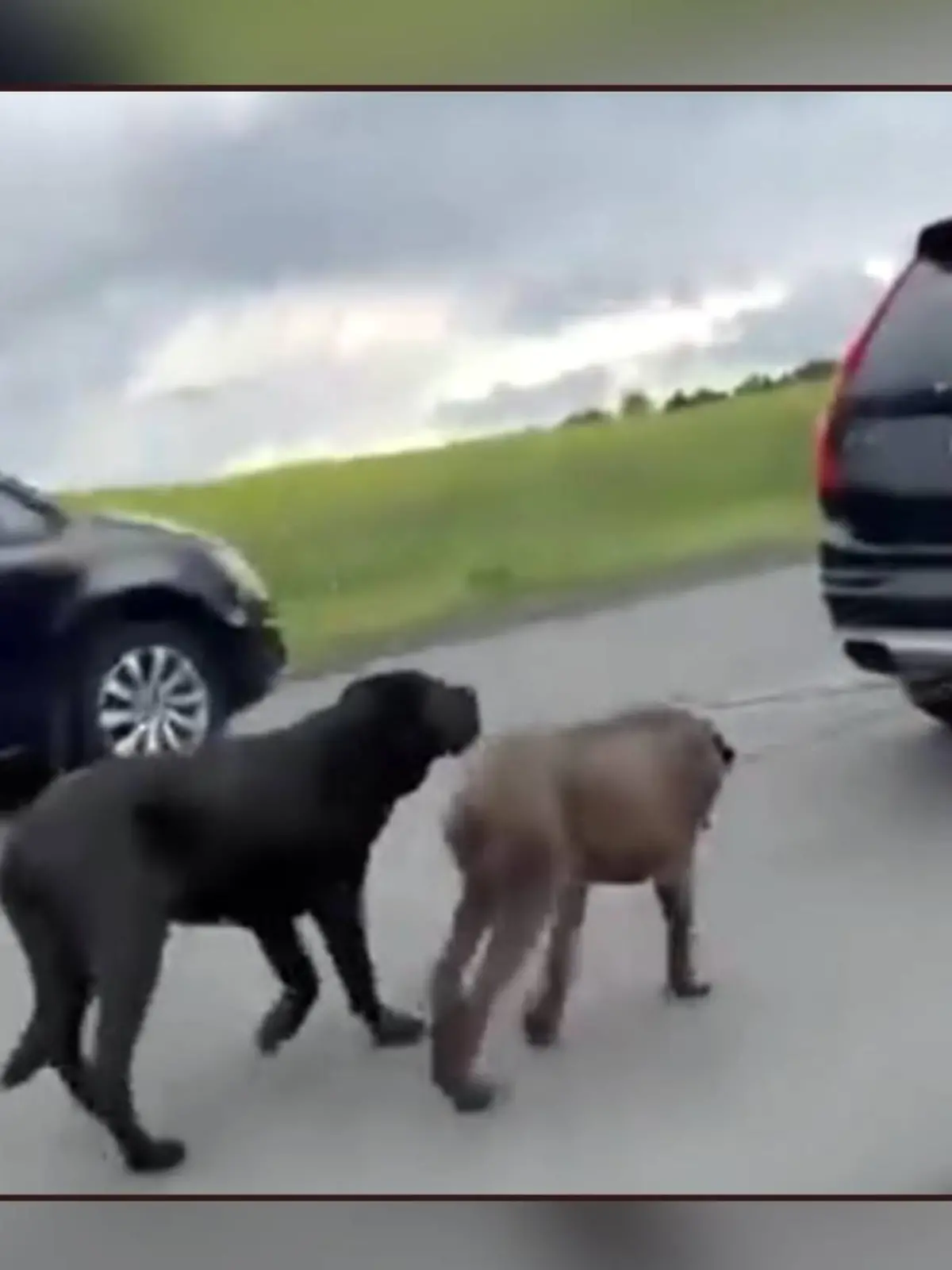 Bild zu: "Autofahrer zerrt erschöpfte Hunde an Anhängerkupplung hinter sich her"