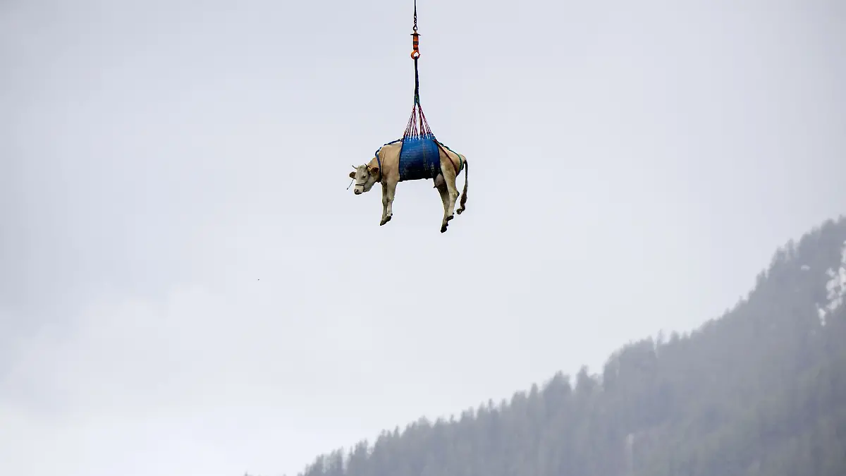 Eine Kuh wurde in der Schweiz mit einem Hubschrauber evakuiert.
