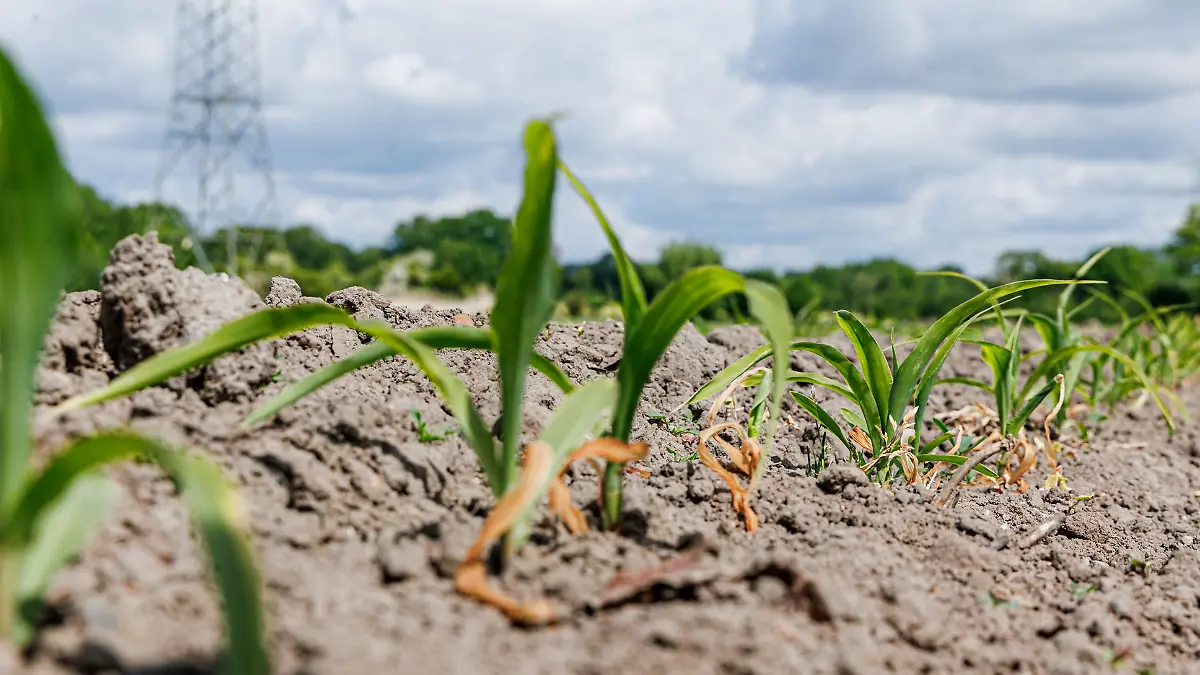 Ein bisschen Regen könnte jetzt für Entspannung auf den Feldern führen. (Archivbild)