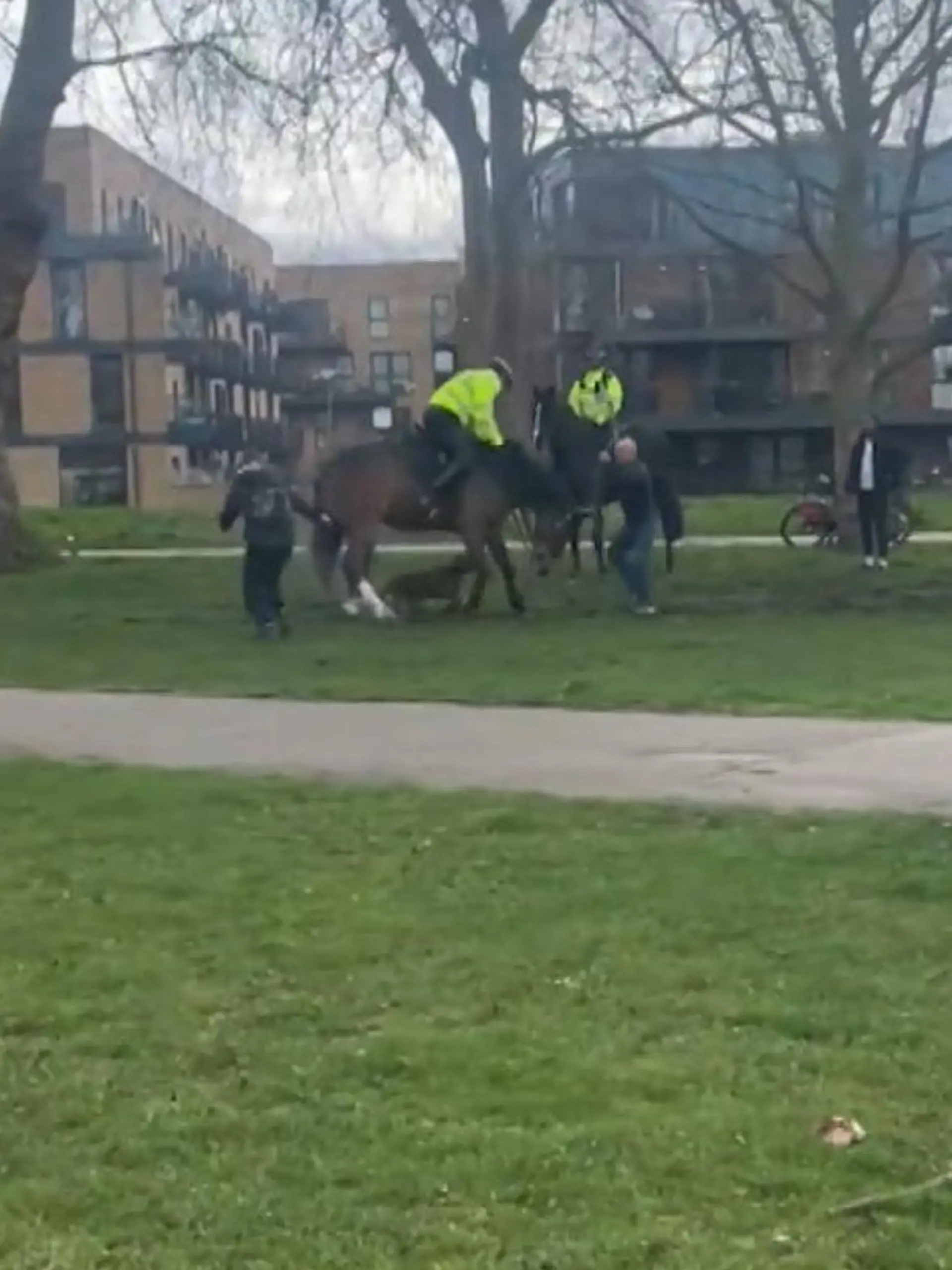 In London greift ein Hund ein Polizeipferd an, minutenlang verbeißt sich die Bulldoge immer wieder in den Beinen und dem Körper des Tieres. Das Pferd versucht sich zu wehren – doch ohne Erfolg.