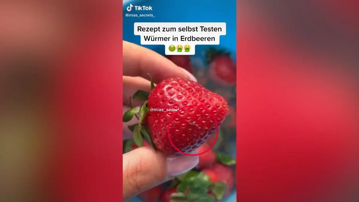 Salzwasser-Trick soll sie aus den Erdbeeren ziehen: Essen wir mit Erdbeeren  jedes Mal auch Larven?