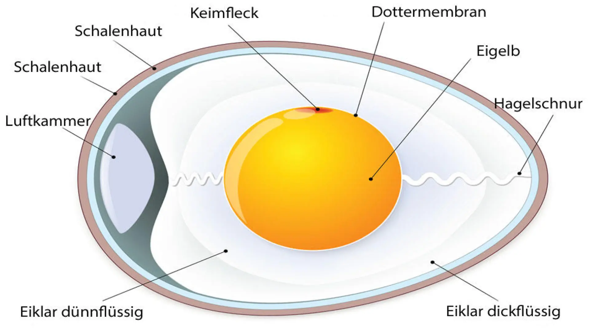 Ei - ein Blick hinter die Schale