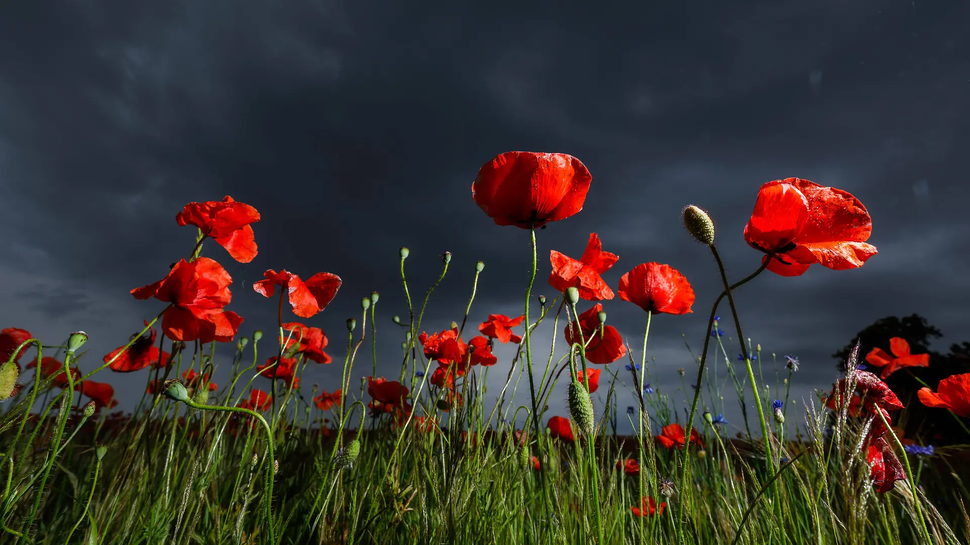 News Themen der Woche KW22 News Bilder des Tages Regenwetter und Unwettergefahr DEU/Deutschland/Brandenburg/Leuthen, 30.
