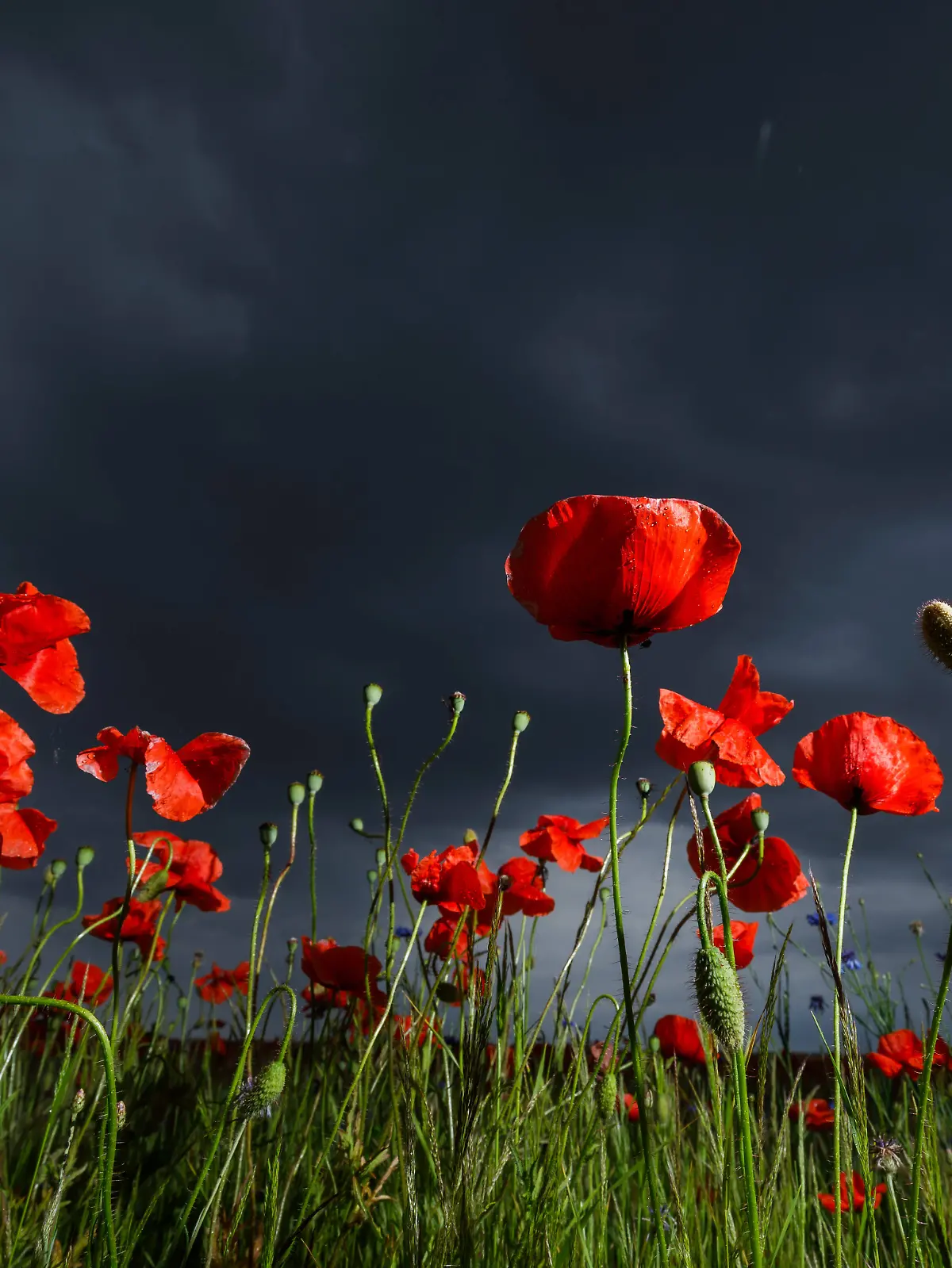 News Themen der Woche KW22 News Bilder des Tages Regenwetter und Unwettergefahr DEU/Deutschland/Brandenburg/Leuthen, 30.