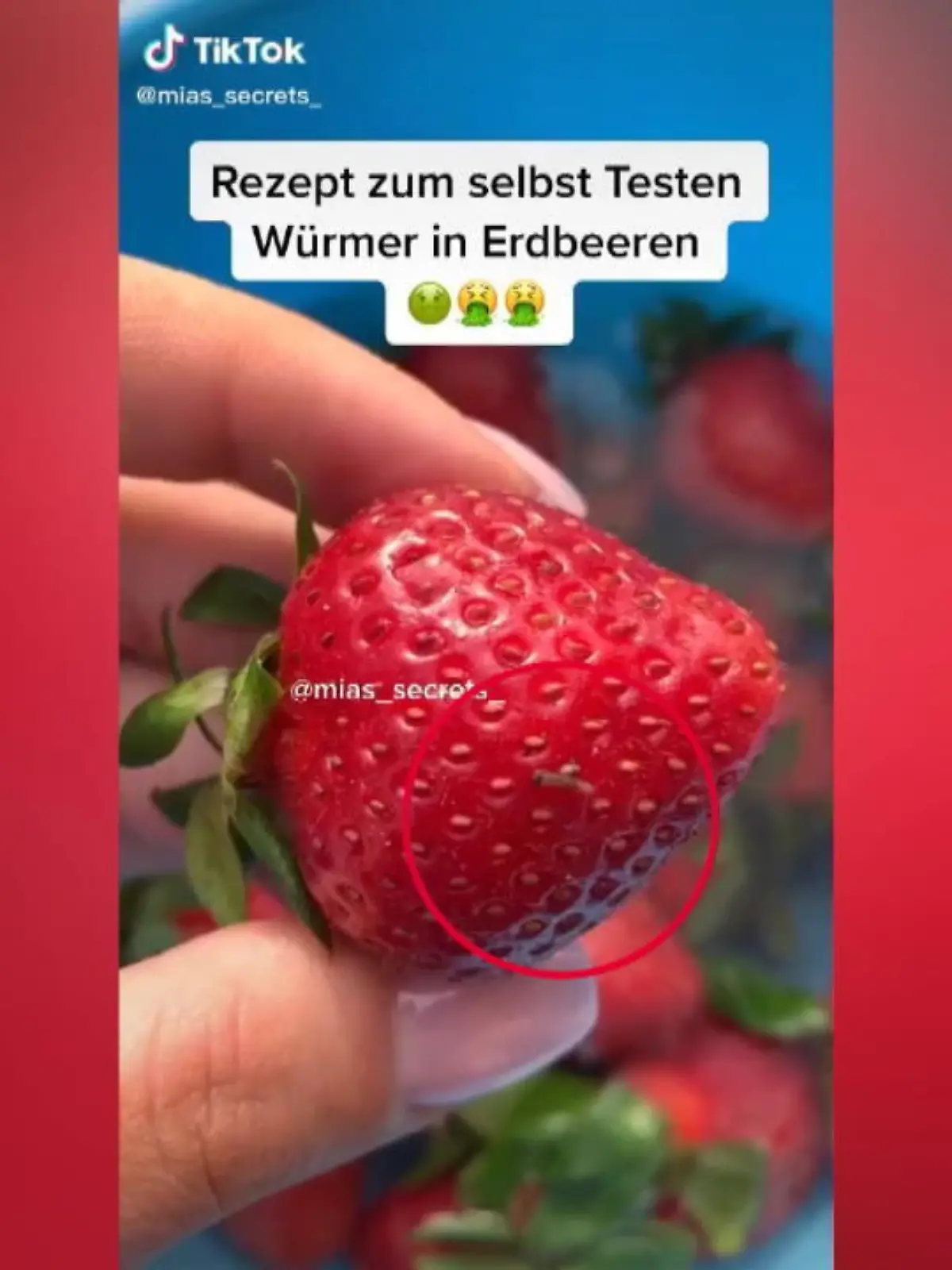 Auf TikTok kursiert aktuell ein Video, was kleine Larven zeigt, die bei Kontakt mit Salzwasser aus Erdbeeren schlüpfen. Unsere Reporterin testet, ob da was dran ist.
