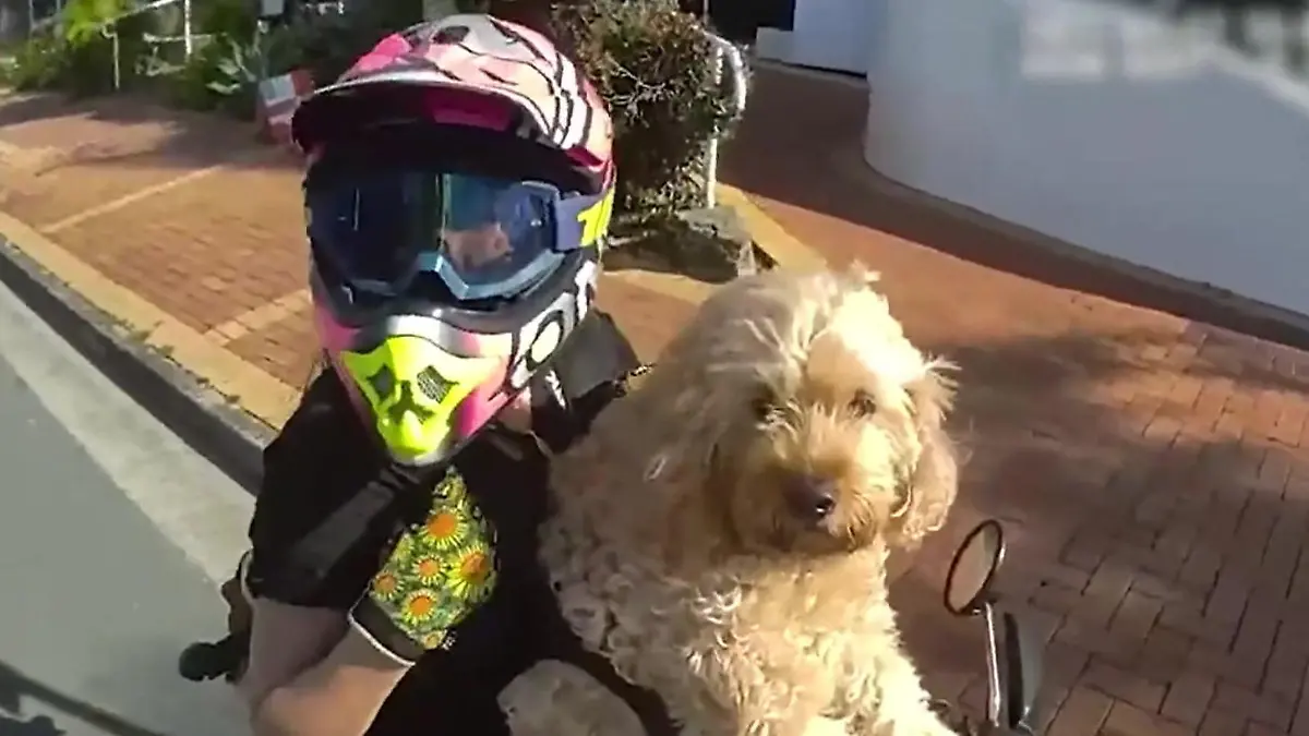 Gassi-Fahrt mit Folgen! Motorradfahrerin macht Spritztour mit Hund Dafür muss sie blechen