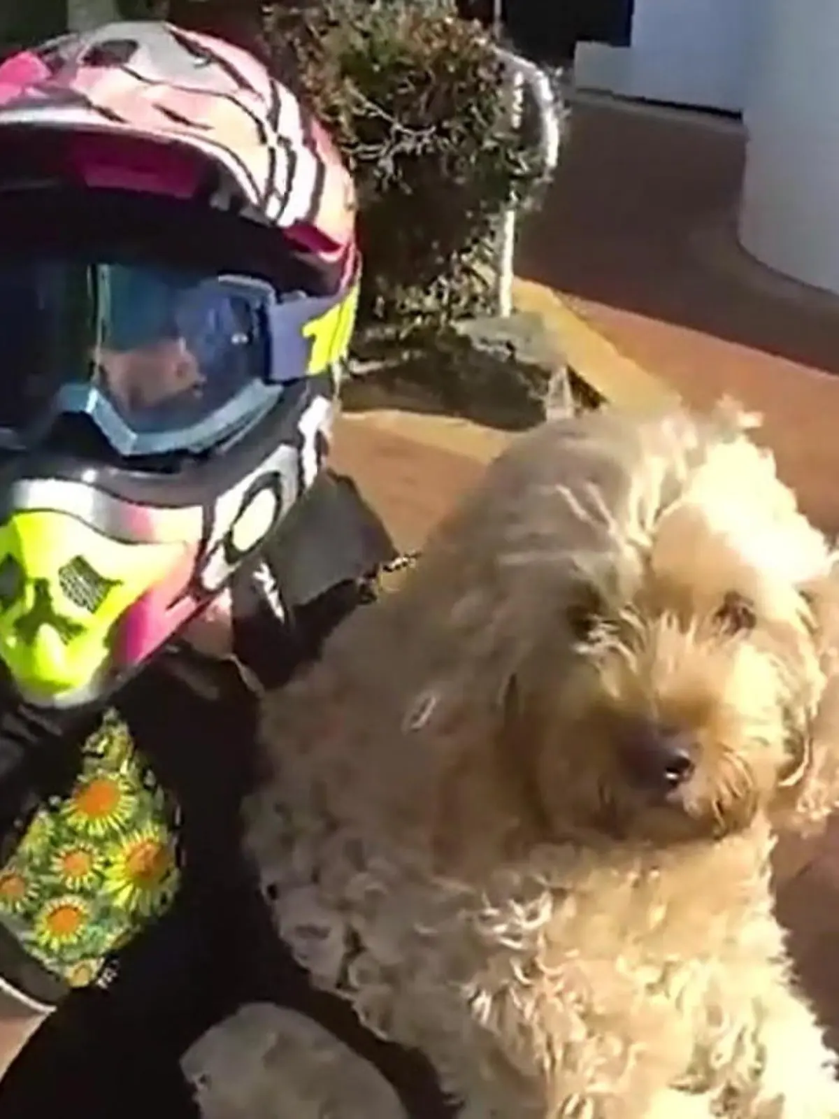 Bild zu: "Gassi-Fahrt mit Folgen! Motorradfahrerin macht Spritztour mit Hund"