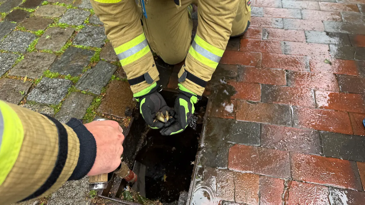 Küken Nummer eins wird aus dem Gully gerettet.