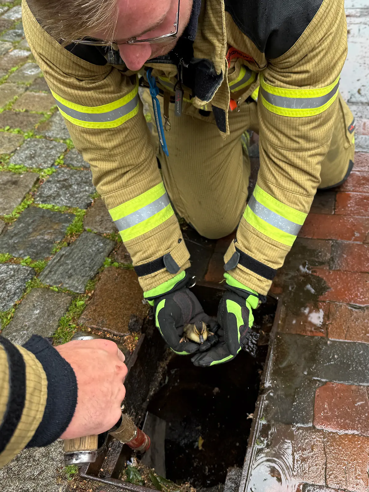 Bild zu: "Entenküken in Gully gefangen – Passanten rufen Feuerwehr"