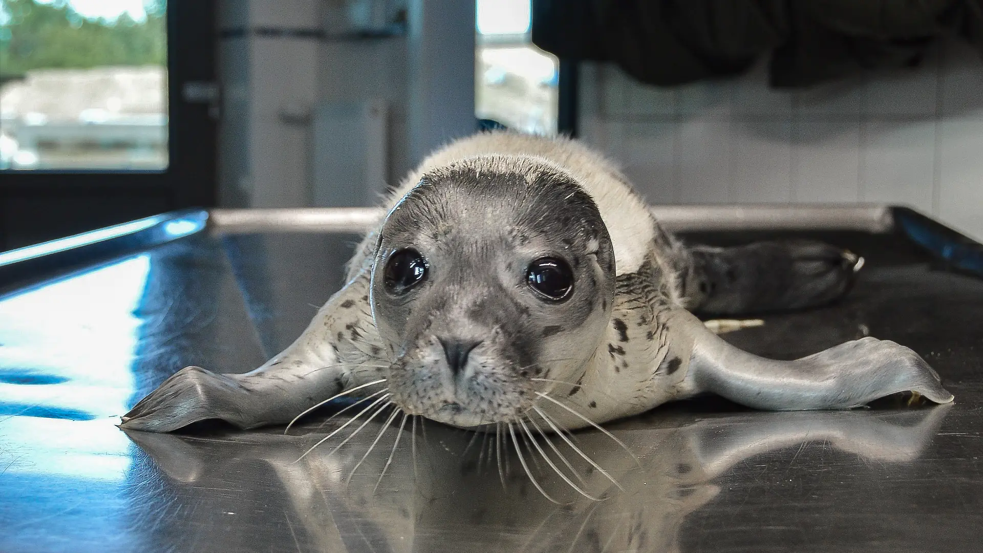 In der Seehundstation Friedrichskoog wird die Baby-Robbe aufgepäppelt.