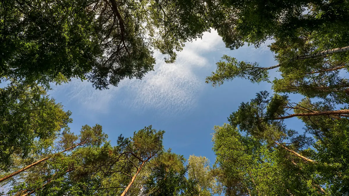 Der Bayerische Jagdverband fordert eine Novelle des Waldgesetzes in Bayern. (Symbolfoto)