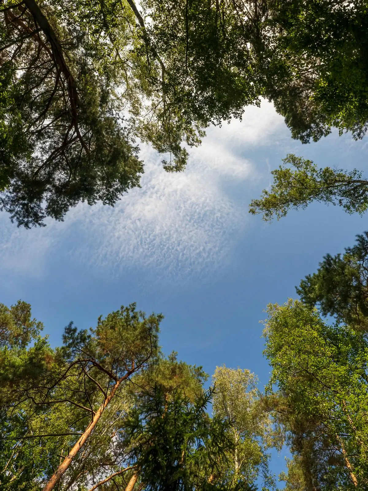 Bild zu: "Tödlicher Ausflug! 23-Jähriger bei Jagd erschossen"