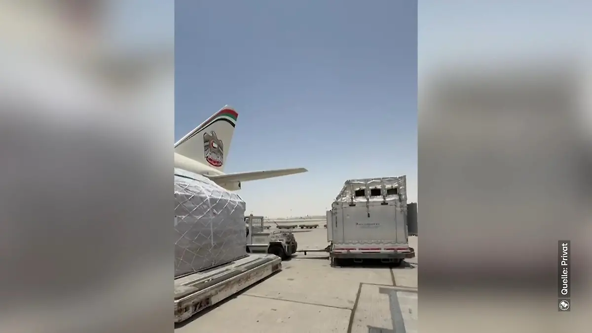 Hier werden Anna-Marias Pferde in einer Anhänger-Box zum Flugzeug gebracht. In dieser Box sind sie auch geflogen.