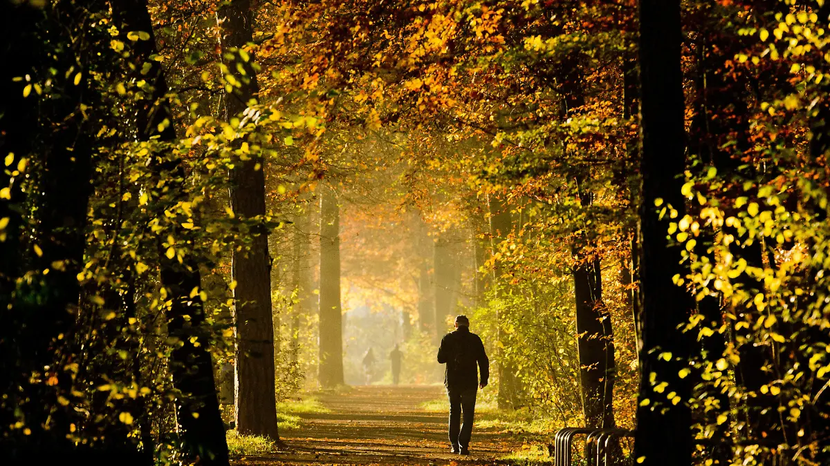 Ein Mann geht am 17.11.2014 durch den herbstlich verfärbten Stadtwald Eilenriede in Hannover (Niedersachsen). Foto: Julian Stratenschulte/dpa +++(c) dpa - Bildfunk+++