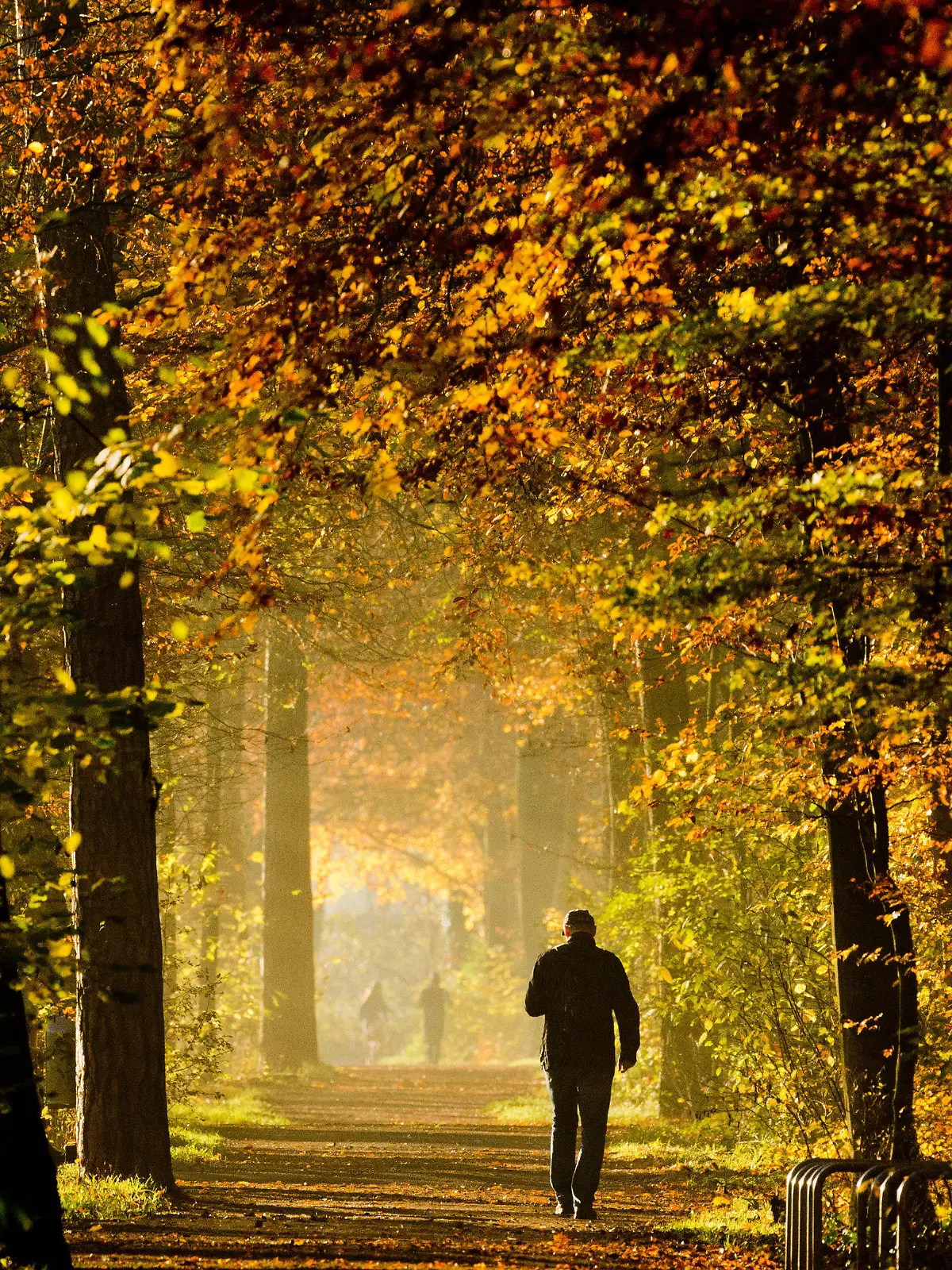 Ein Mann geht am 17.11.2014 durch den herbstlich verfärbten Stadtwald Eilenriede in Hannover (Niedersachsen). Foto: Julian Stratenschulte/dpa +++(c) dpa - Bildfunk+++