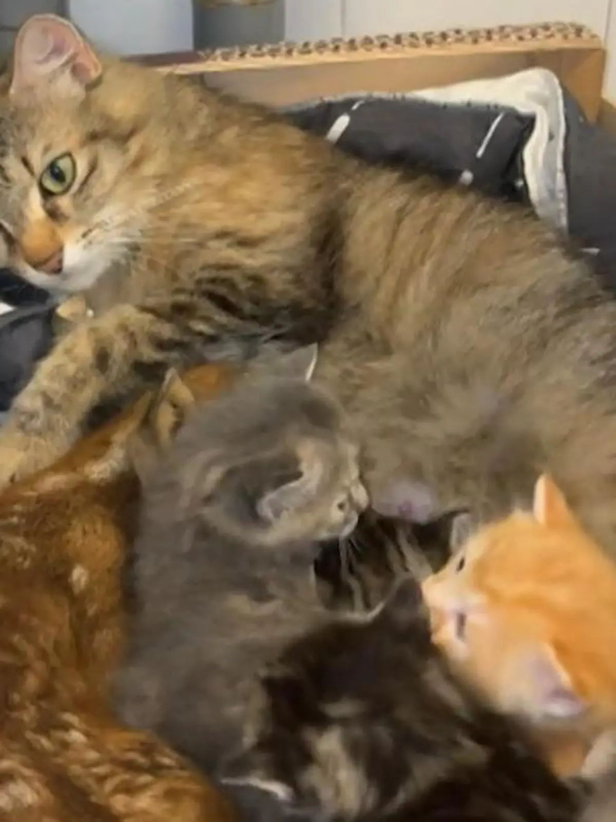 Bild zu: "Katzen-Mama bringt nicht nur ihre eigenen Babys durch"