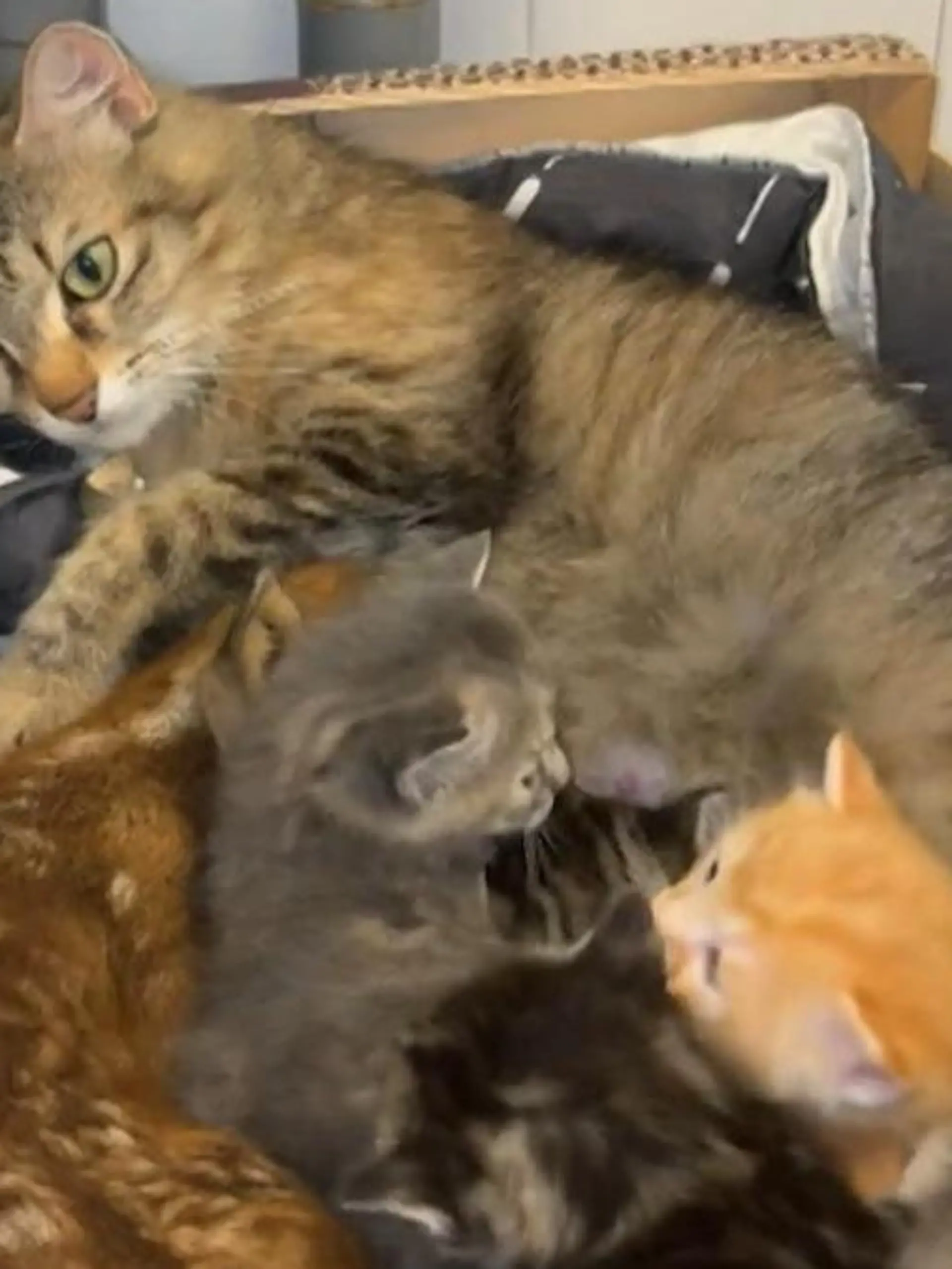 Bild zu: "Katzen-Mama bringt nicht nur ihre eigenen Babys durch"