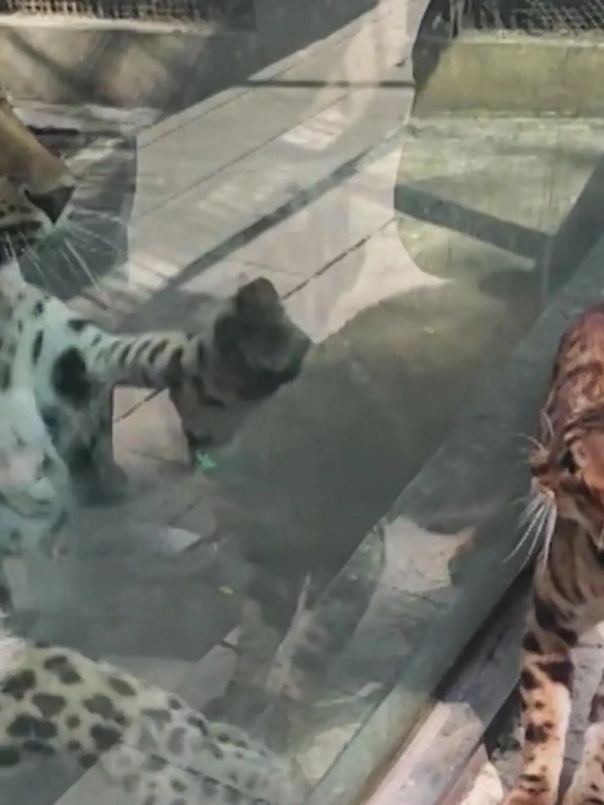 Bild zu: "Katze provoziert Leopard – das macht ihn rasend!"