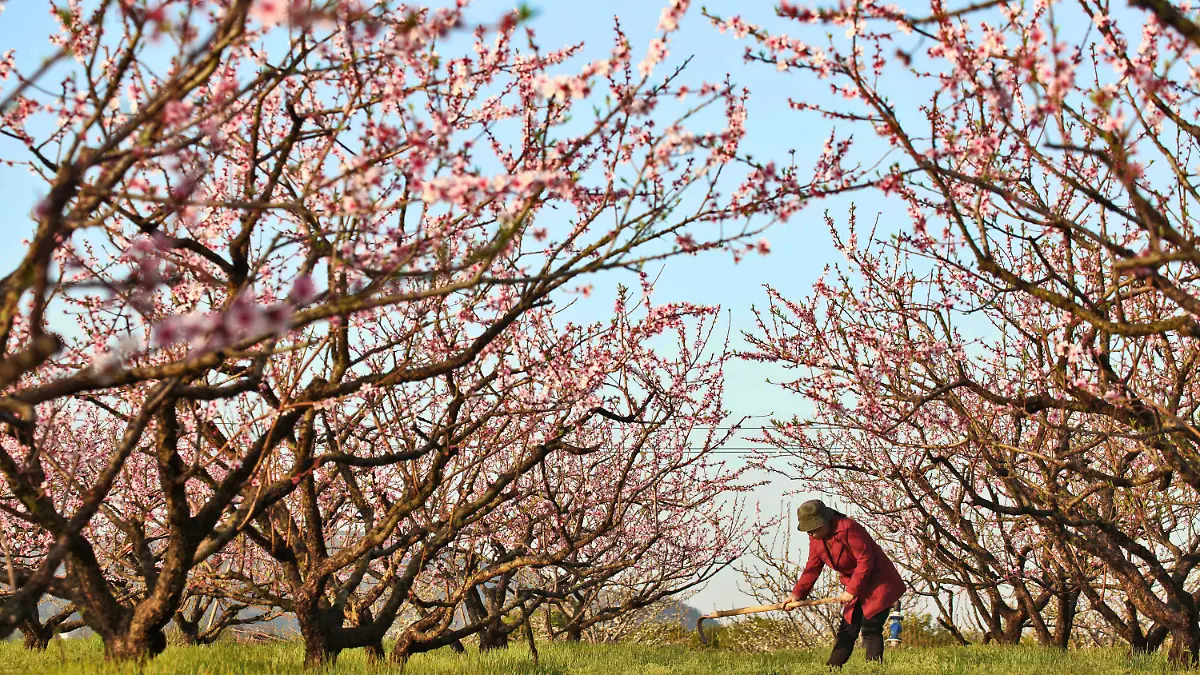 21.03.2023, China, Ji'an: Ein Dorfbewohner arbeitet zur Frühlings-Tagundnachtgleiche in einem Pfirsichgarten im Kreis Yongfeng in der ostchinesischen Provinz Jiangxi. Chunfen, die Frühlings-Tagundnachtgleiche, ist ein wichtiges Datum für chinesische Bauern. Es ist nicht nur einer der 24 Sonnentage des chinesischen Mondkalenders, die den Wechsel der Jahreszeiten widerspiegeln, sondern markiert auch den Beginn einer der arbeitsreichsten landwirtschaftlichen Perioden des Jahres. Vom Tag der Frühlings-Tagundnachtgleiche an werden die Tage nun immer länger. Foto: Liu Haojun/XinHua/dpa +++ dpa-Bildfunk +++