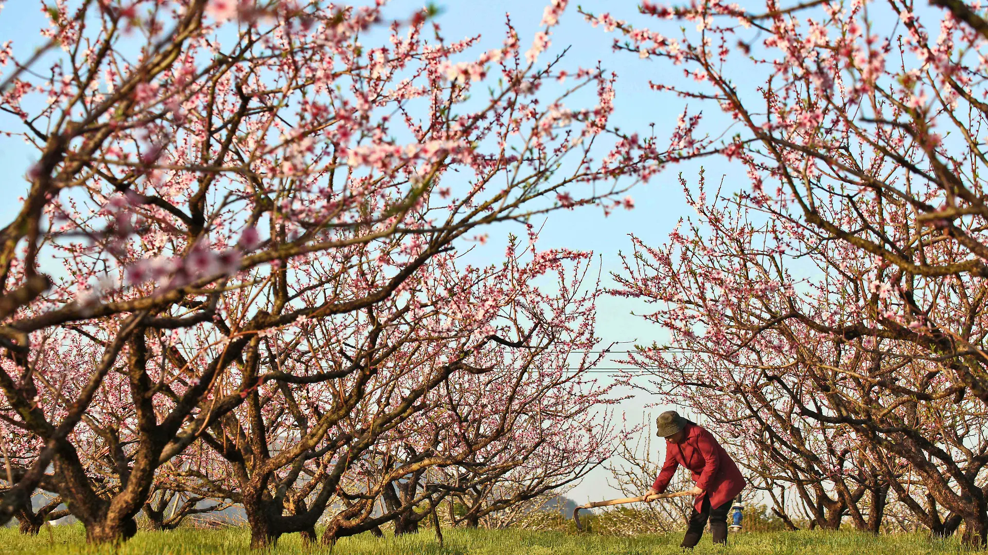 21.03.2023, China, Ji'an: Ein Dorfbewohner arbeitet zur Frühlings-Tagundnachtgleiche in einem Pfirsichgarten im Kreis Yongfeng in der ostchinesischen Provinz Jiangxi. Chunfen, die Frühlings-Tagundnachtgleiche, ist ein wichtiges Datum für chinesische Bauern. Es ist nicht nur einer der 24 Sonnentage des chinesischen Mondkalenders, die den Wechsel der Jahreszeiten widerspiegeln, sondern markiert auch den Beginn einer der arbeitsreichsten landwirtschaftlichen Perioden des Jahres. Vom Tag der Frühlings-Tagundnachtgleiche an werden die Tage nun immer länger. Foto: Liu Haojun/XinHua/dpa +++ dpa-Bildfunk +++