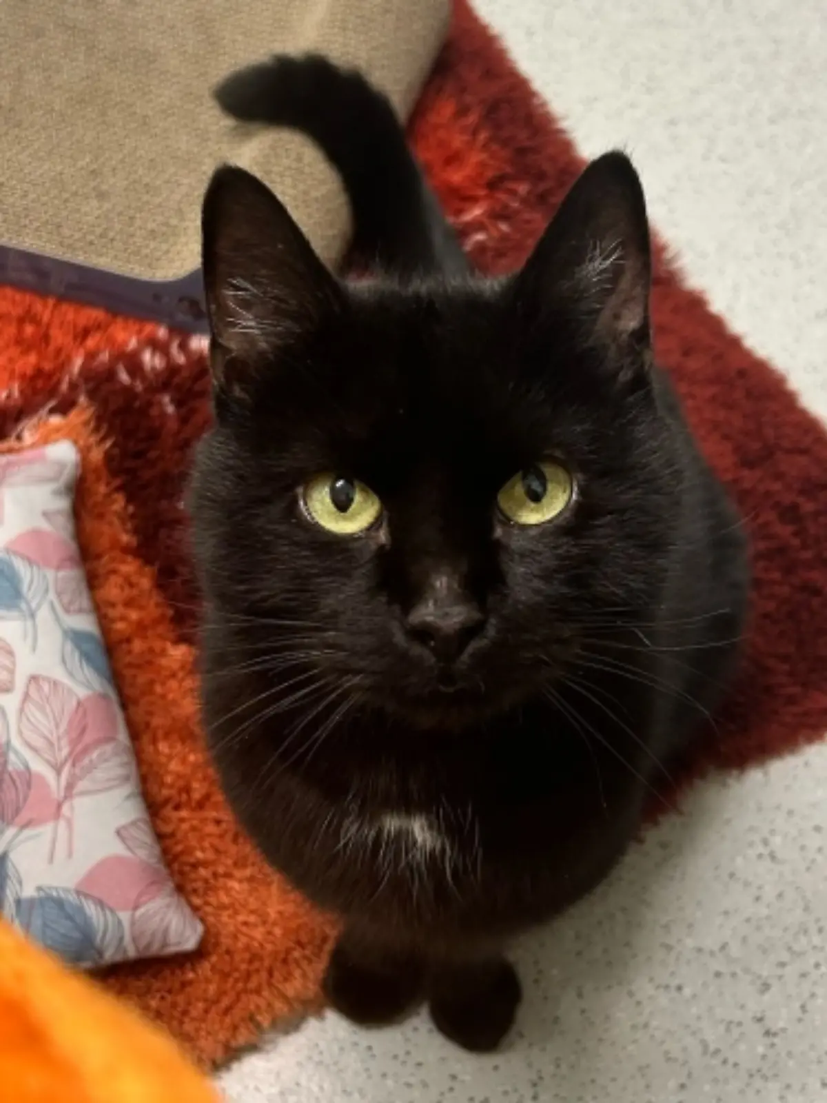 Schwarzer Kater sitzt auf rotem, aufgerollten Fransenteppich. Daneben ein kleines Etui mit blau-pinkem Blumenmuster.