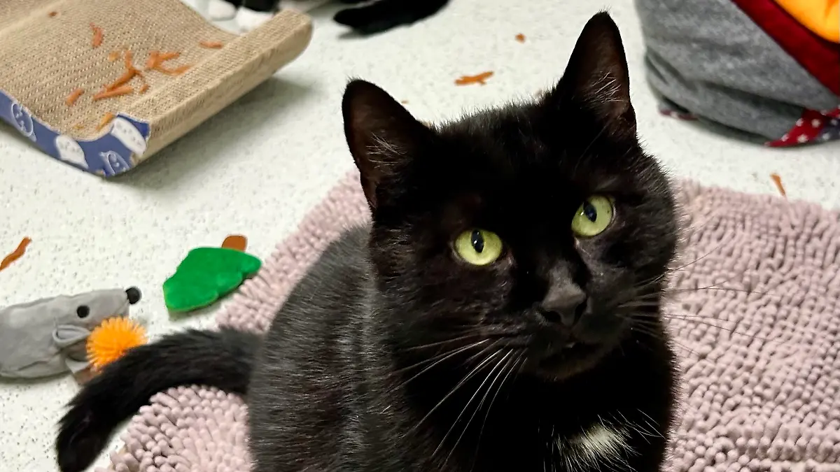 Schwarzer Kater sitzt auf lila Fransenteppich mit Spielzeug und Haushaltsgegenständen im Hintergrund. 